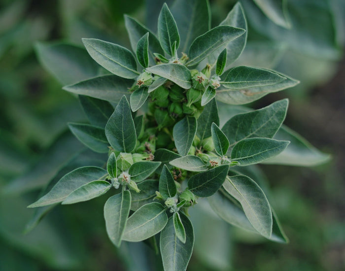 Was ist Ashwagandha?